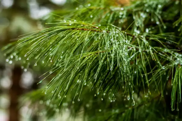 Fir Needle Falls Clean Fragrance - Fragrances